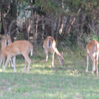 White Tailed Deer