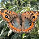 Buckeye Butterfly.