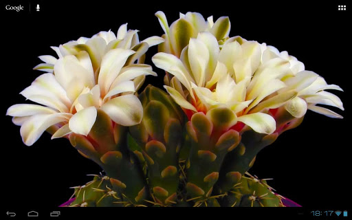 免費個人化App|Blooming Flower Cactus Buds|阿達玩APP