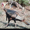 Rio Grande Wild Turkey