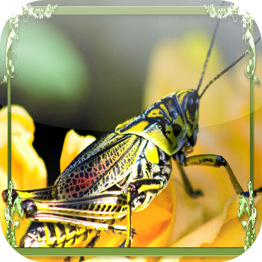 Grasshopper Jigsaw Puzzles LOGO-APP點子