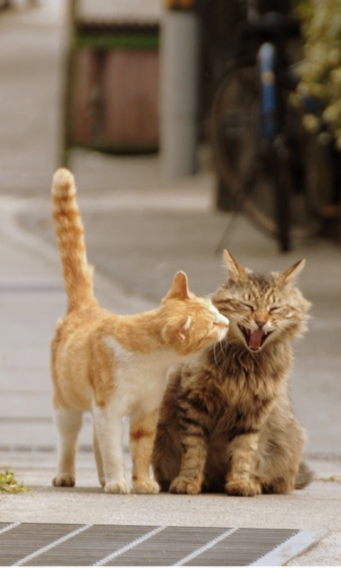 tl_Yn1HXWUK1v4SNeQ8WEYAiyNJ0n5zVebQAlDtRwoYdcsT6syfuteVvqm8MR25SIc0=h900