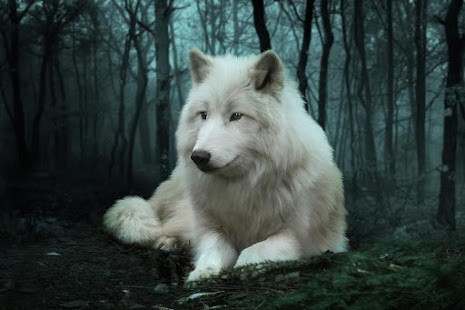 Wolf HD Wallpaper Screenshots 1