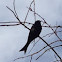 Forked tailed drongo