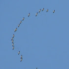 Flock of Wood Stork