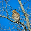 Red-Shouldered Hawk 