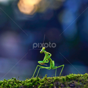 Mantis Style by Zoelman Rf - Animals Insects & Spiders