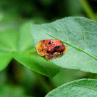 Thirteen Spotted Tortoise Beetle