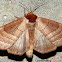 Datana Moth