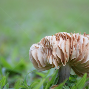 The Fungi by L 's - Nature Up Close Mushrooms & Fungi