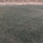 Kentucky Bluegrass