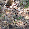 California King Snake