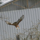 red shoulder hawk