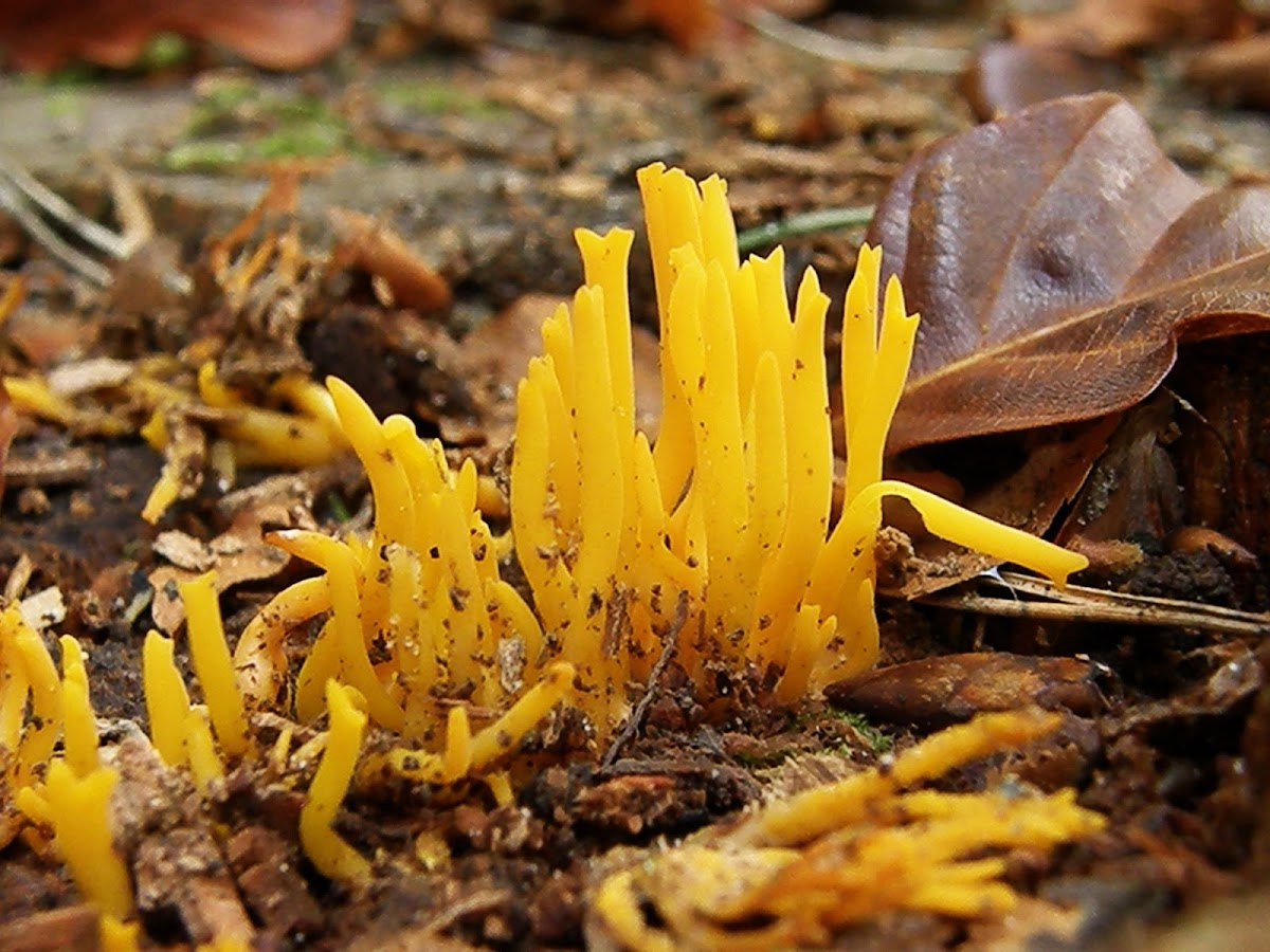 Yellow staghorn