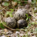 Killdeer