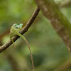 Green Crested Lizard