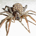 Carolina wolf spider