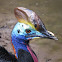 Cassowary