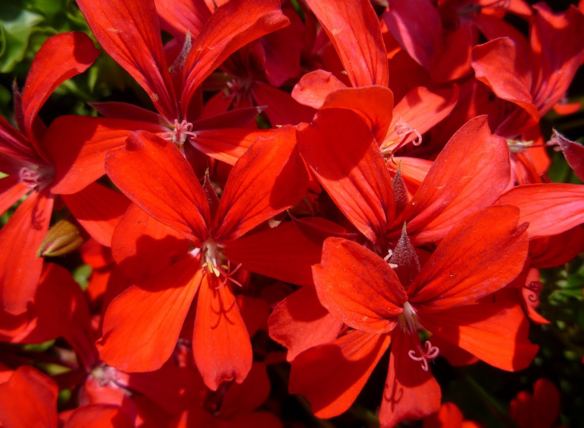 Gitanilla, Geranio hiedra (flor sencilla)