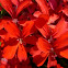 Gitanilla, Geranio hiedra (flor sencilla)