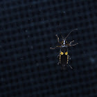 Typherus Soldier Beetle