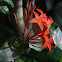 jungle geranium, West Indian jasmine, santan