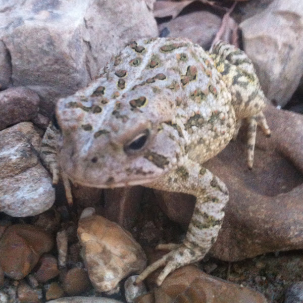 Fowler's toad | Project Noah