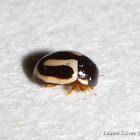 Pied Lady Bug