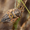 Cicada