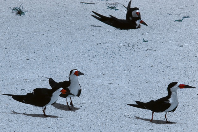 [Our Honeymoon 475.jpg]