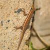 Cape Dwarf Gecko