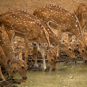 deer feast by Riju Banerjee - Animals Other Mammals