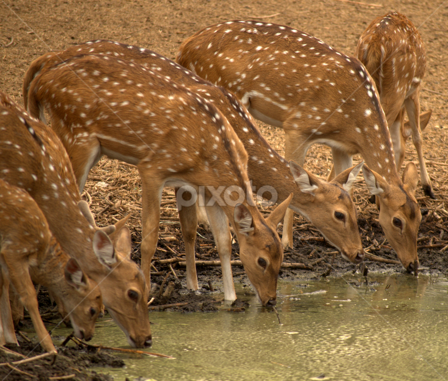 deer feast by Riju Banerjee - Animals Other Mammals