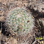 Mountain ball cactus