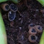 Bird's Nest fungus