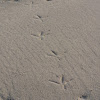 Great Blue Heron tracks