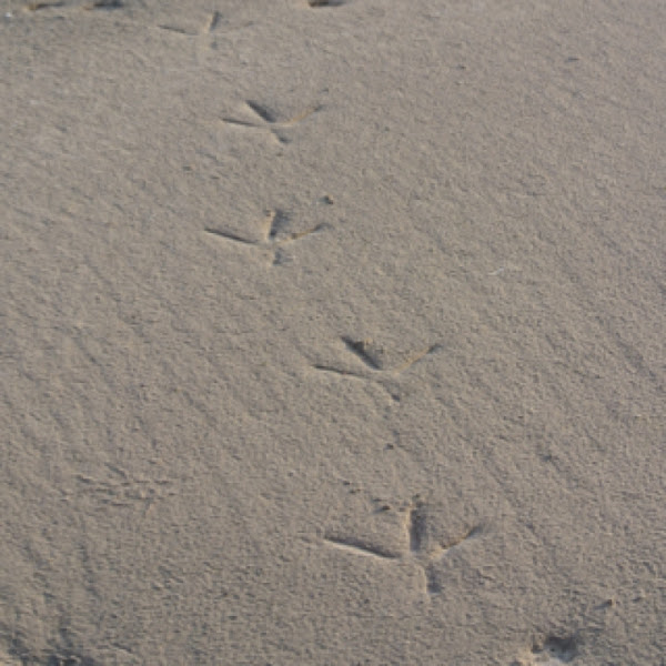 Great Blue Heron tracks Project Noah