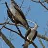 Osprey (nesting pair)