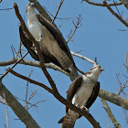 Osprey (nesting pair)