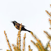 Bronzed Grackle; Common Grackle (Bronzed)