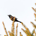 Bronzed Grackle; Common Grackle (Bronzed)