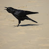 Australian Crow
