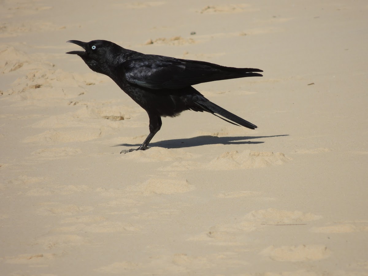 Australian Crow