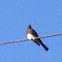 Black Phoebe