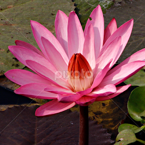 Trying to bloom by Subrata Sarkar - Flowers Flowers in the Wild