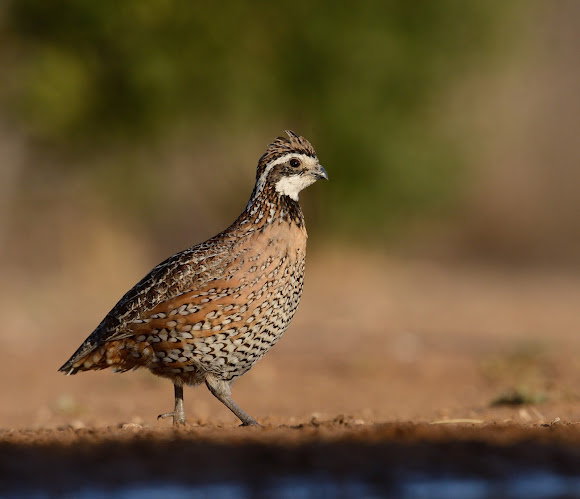 northern Bobwhite Quail | Project Noah