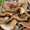 Shoehorn Oyster Mushroom