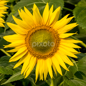 Sunflower by Ravjeet Singh - Flowers Flowers in the Wild