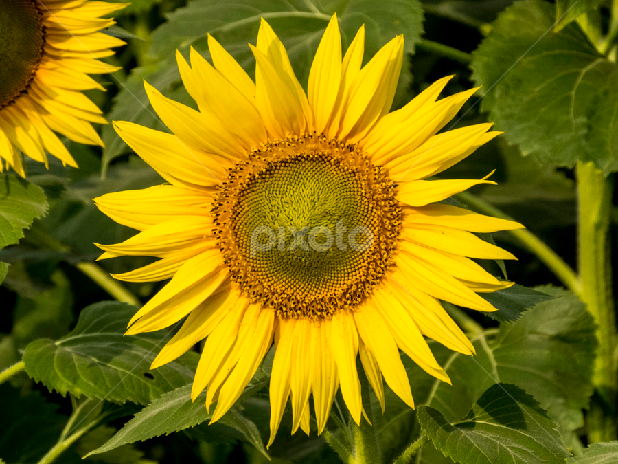 Sunflower by Ravjeet Singh - Flowers Flowers in the Wild