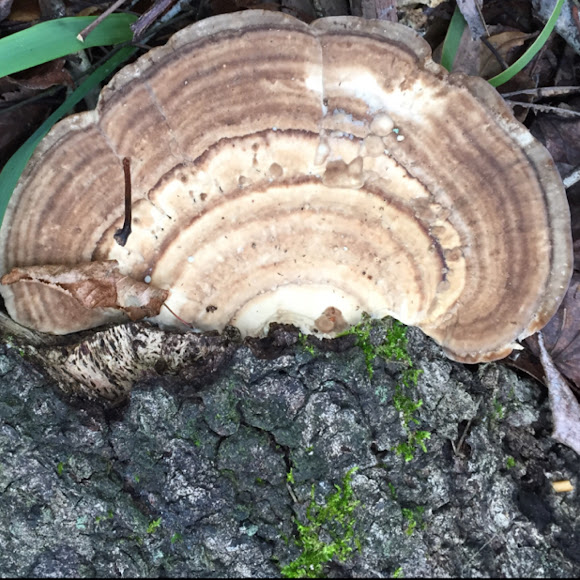 Brown Shelf Polypore with white pores Project Noah